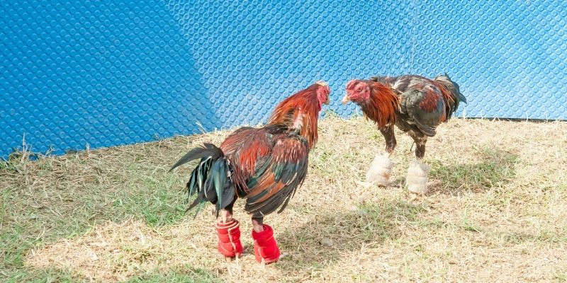 Lý do đá gà SV128 được đánh giá cao